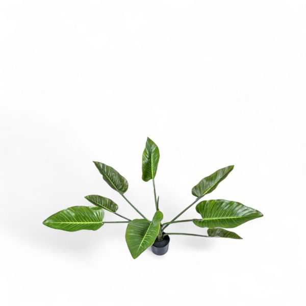 Planta Anturio 90cm - Imagen 2