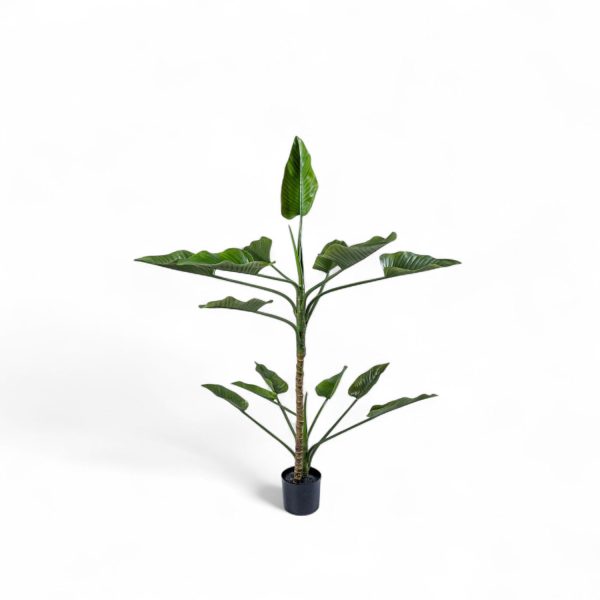 Planta Anturio 150cm