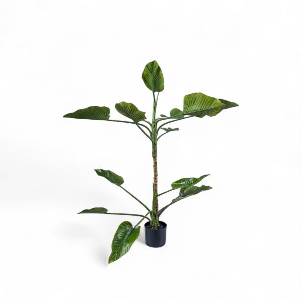 Planta Anturio 150cm - Imagen 2