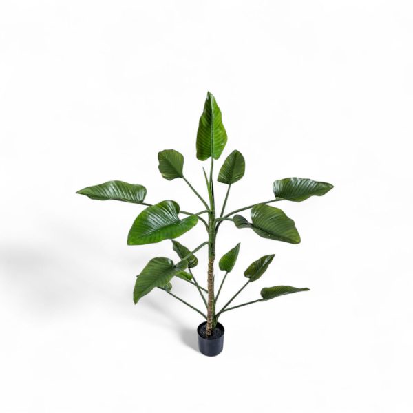 Planta Anturio 150cm - Imagen 3