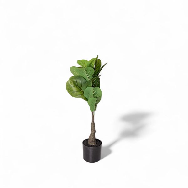 Ficus lyrata 55cm