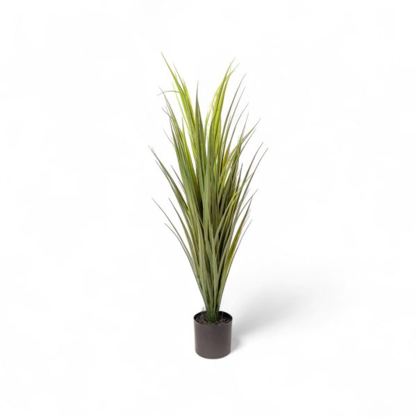 Yuca 90cm