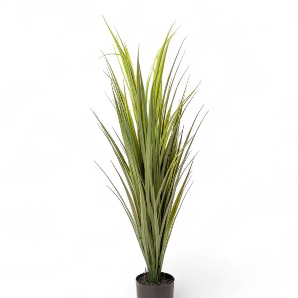 Yuca 90cm - Imagen 2