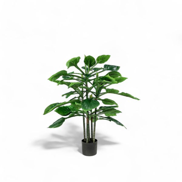Hosta 90cm