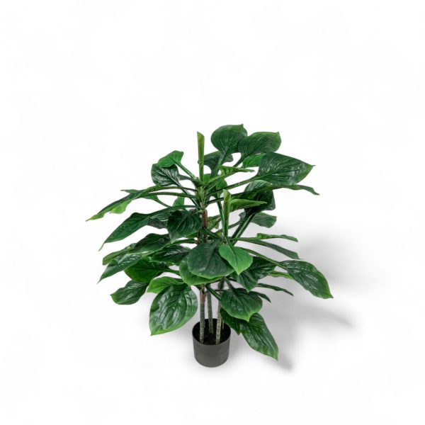 Hosta 90cm - Imagen 2