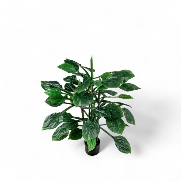 Hosta 90cm - Imagen 3