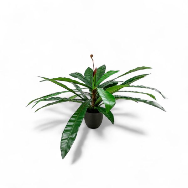 Planta Neottopteris 78cm