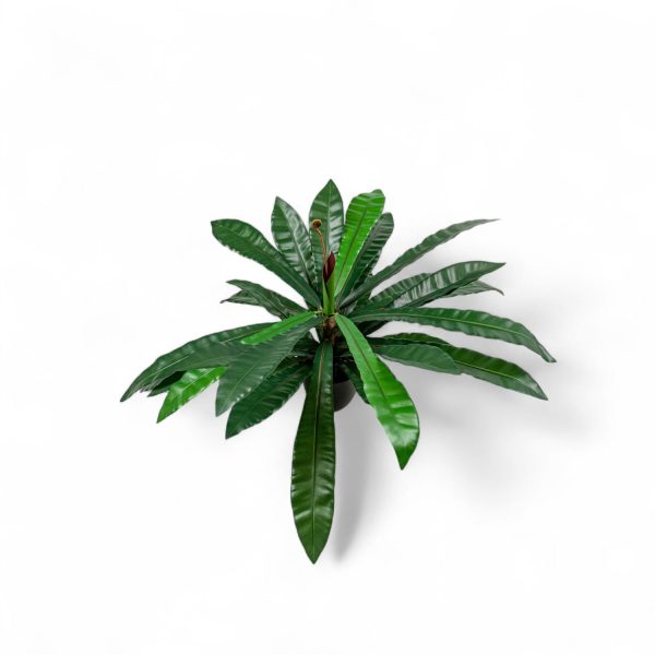 Planta Neottopteris 78cm - Imagen 2