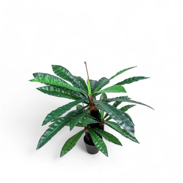 Planta Neottopteris 110cm - Imagen 2