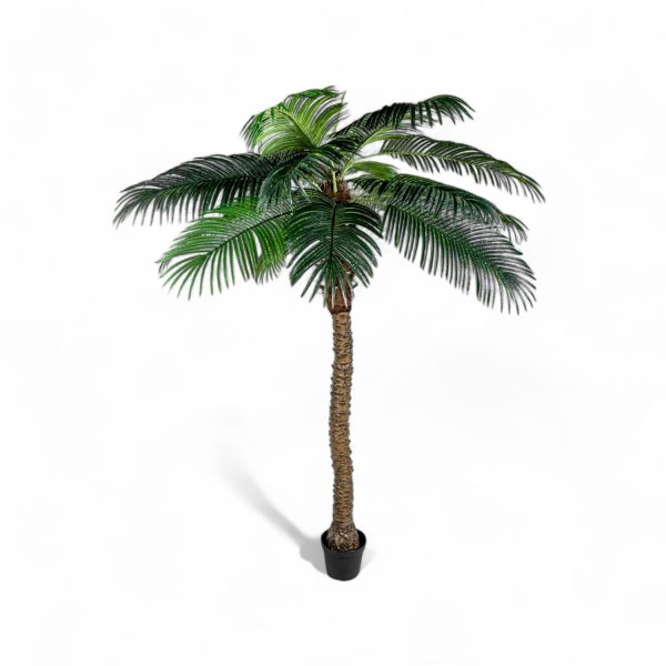 Palmera Phoenix 240cm