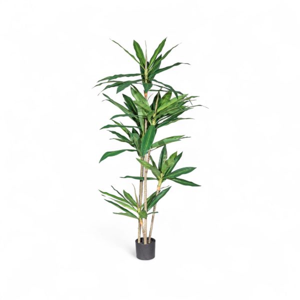 Arbol dracena 160cm