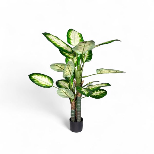 Dieffenbachi clara 120cm - Imagen 2