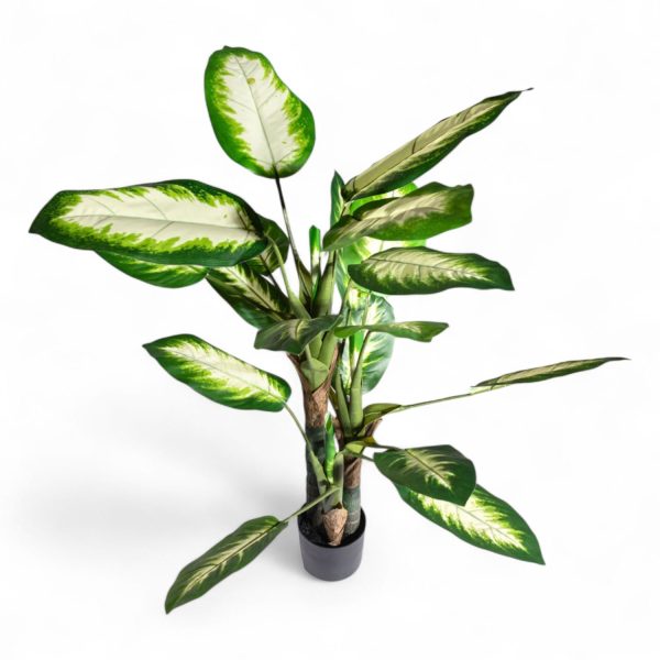 Dieffenbachi clara 120cm
