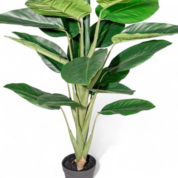 Dieffenbachi 120cm - Imagen 2