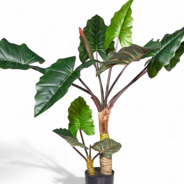 Alocasia 120cm - Imagen 2