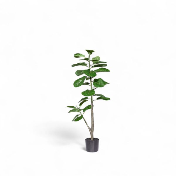 Ficus lyrata 110cm - Imagen 4