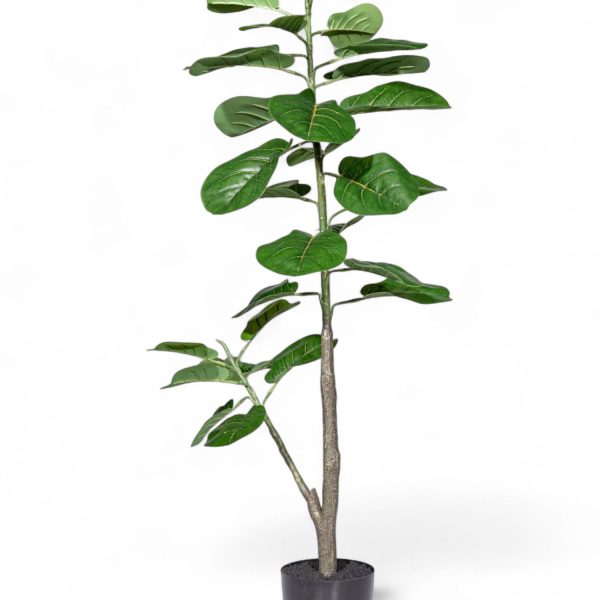 Ficus lyrata 110cm - Imagen 2
