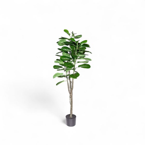 Ficus lyrata 150cm