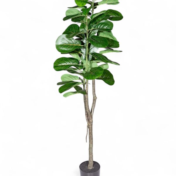 Ficus lyrata 110cm - Imagen 3