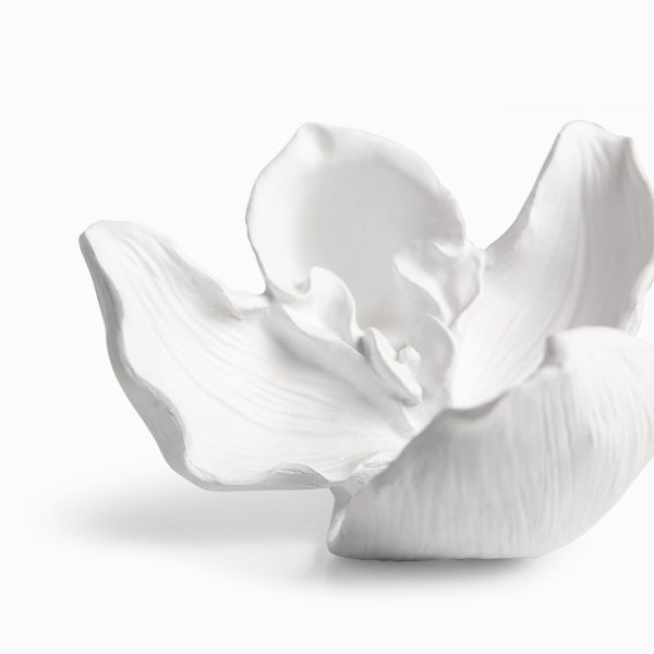 Orquídea blanca - Imagen 2