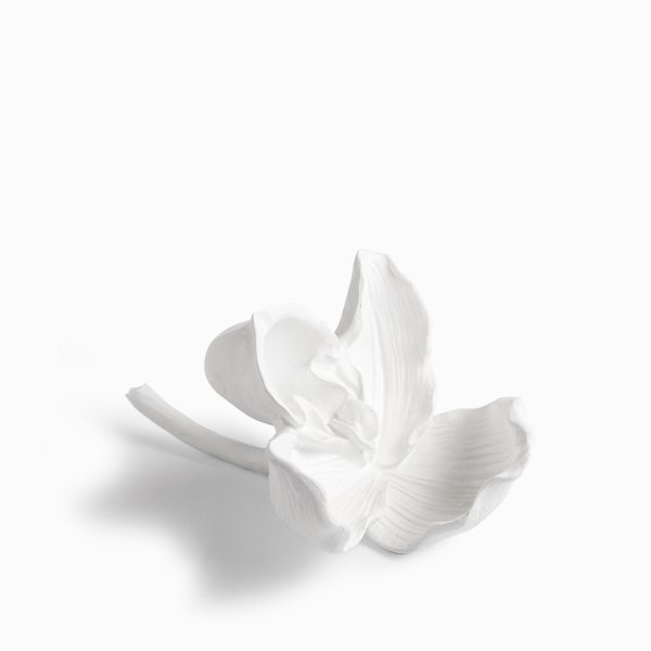 Orquídea blanca - Imagen 4