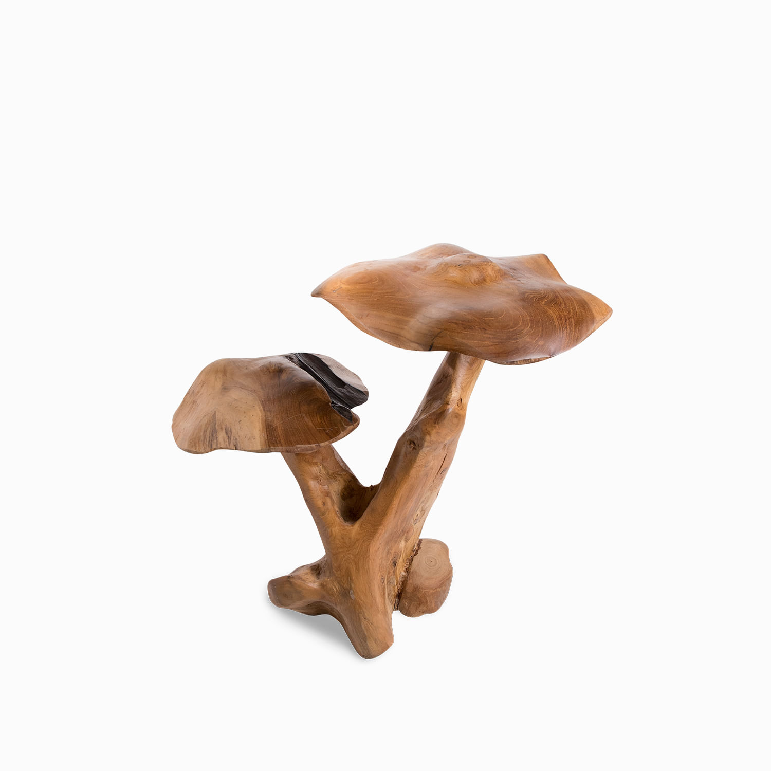 Set de hongos en teka - Imagen 6
