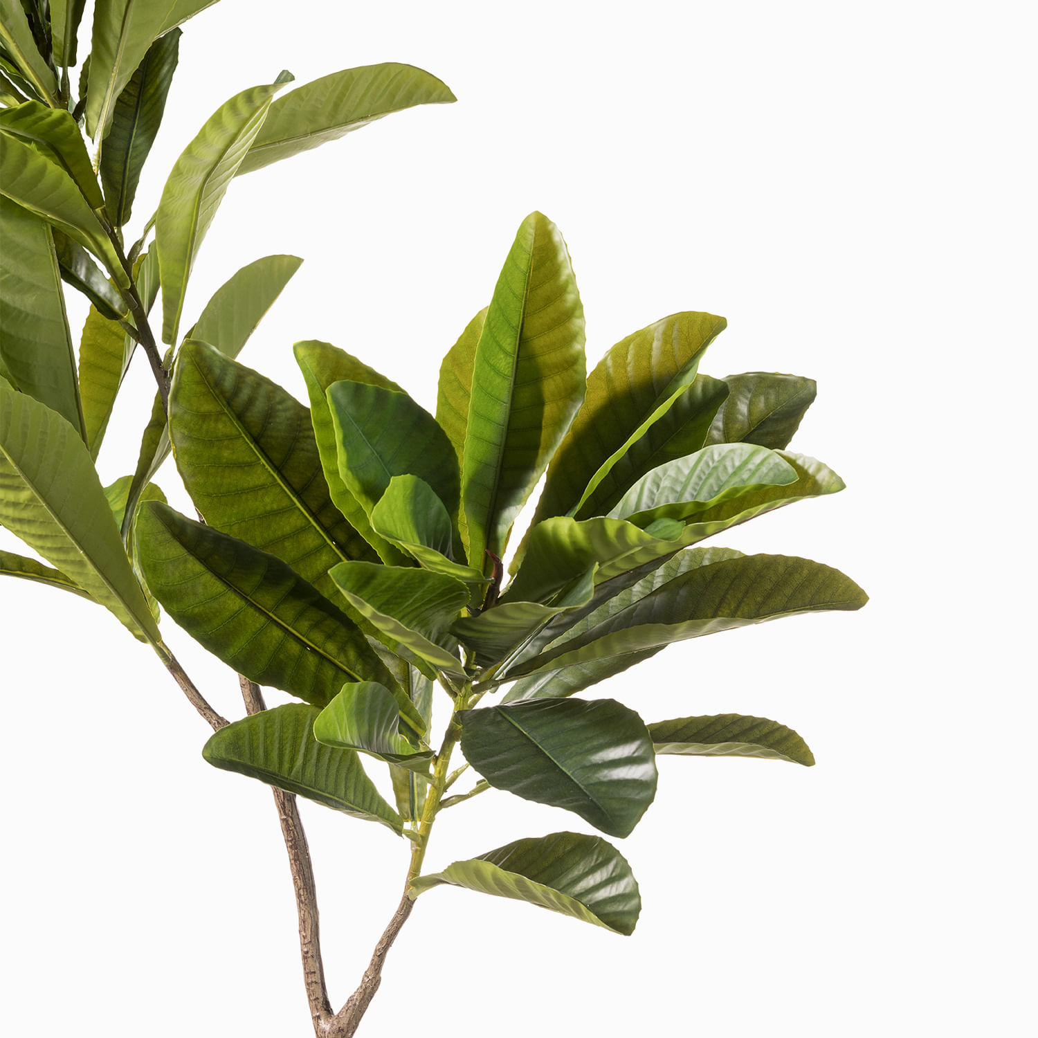 Árbol Elaeocarpus 170cm - Imagen 3