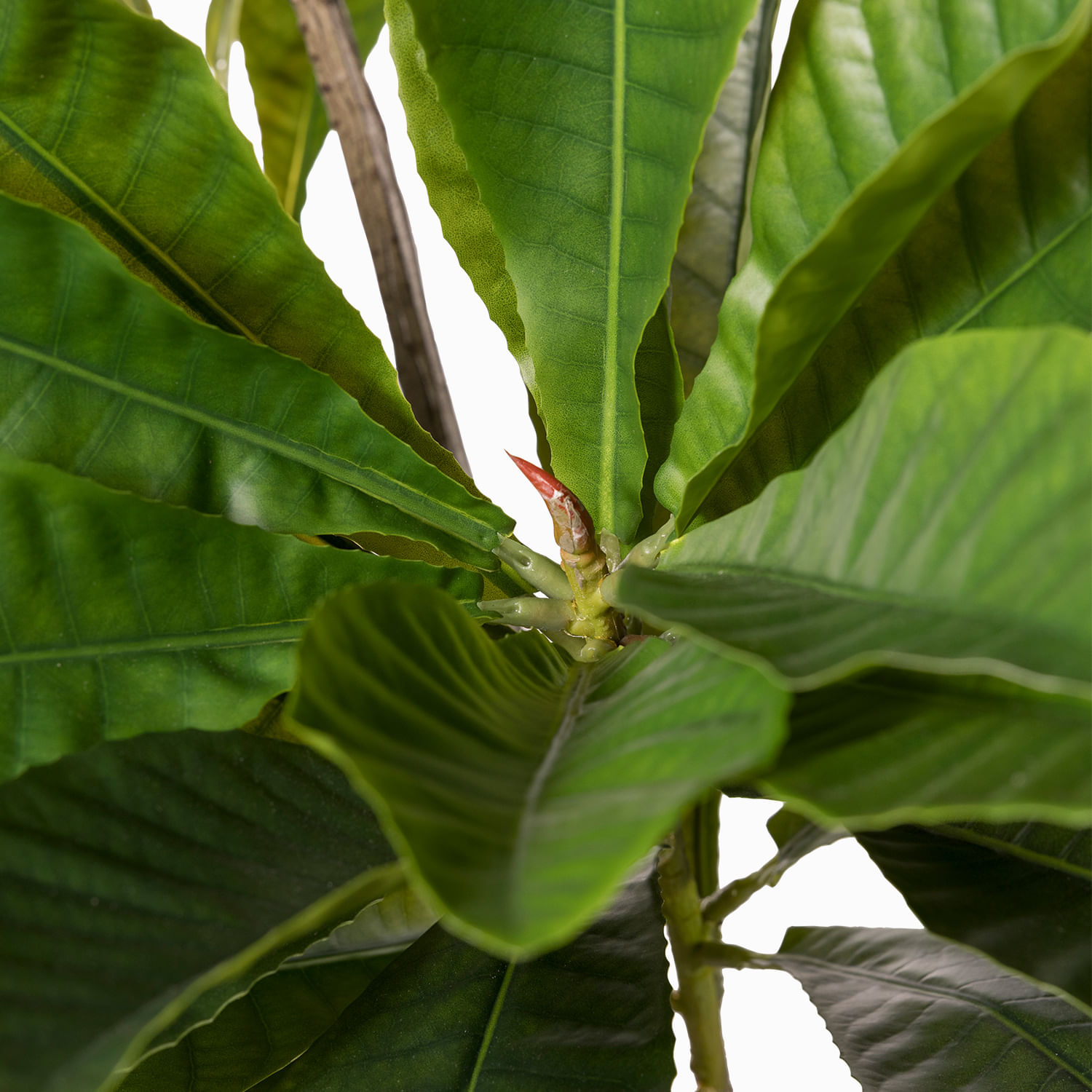 Árbol Elaeocarpus 170cm - Imagen 4