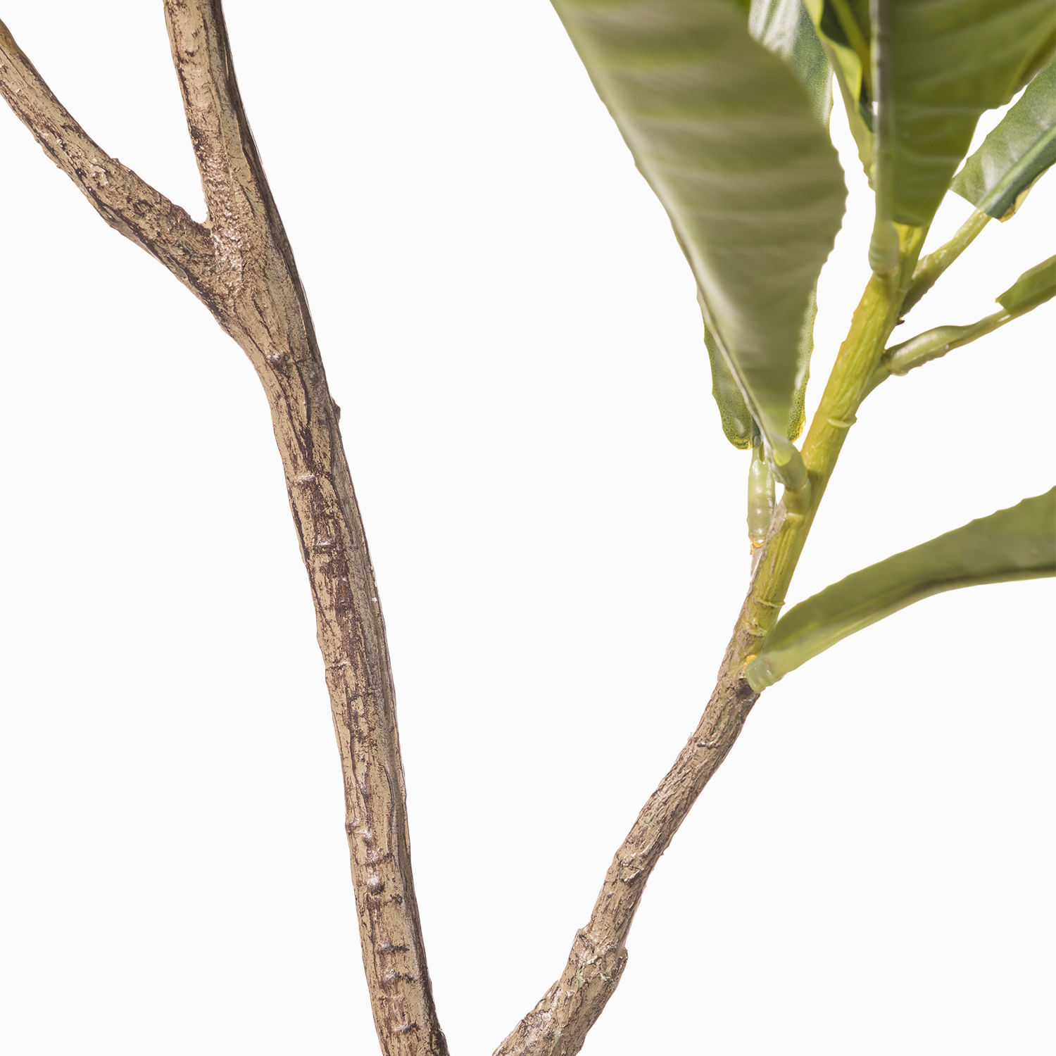 Árbol Elaeocarpus 170cm - Imagen 5