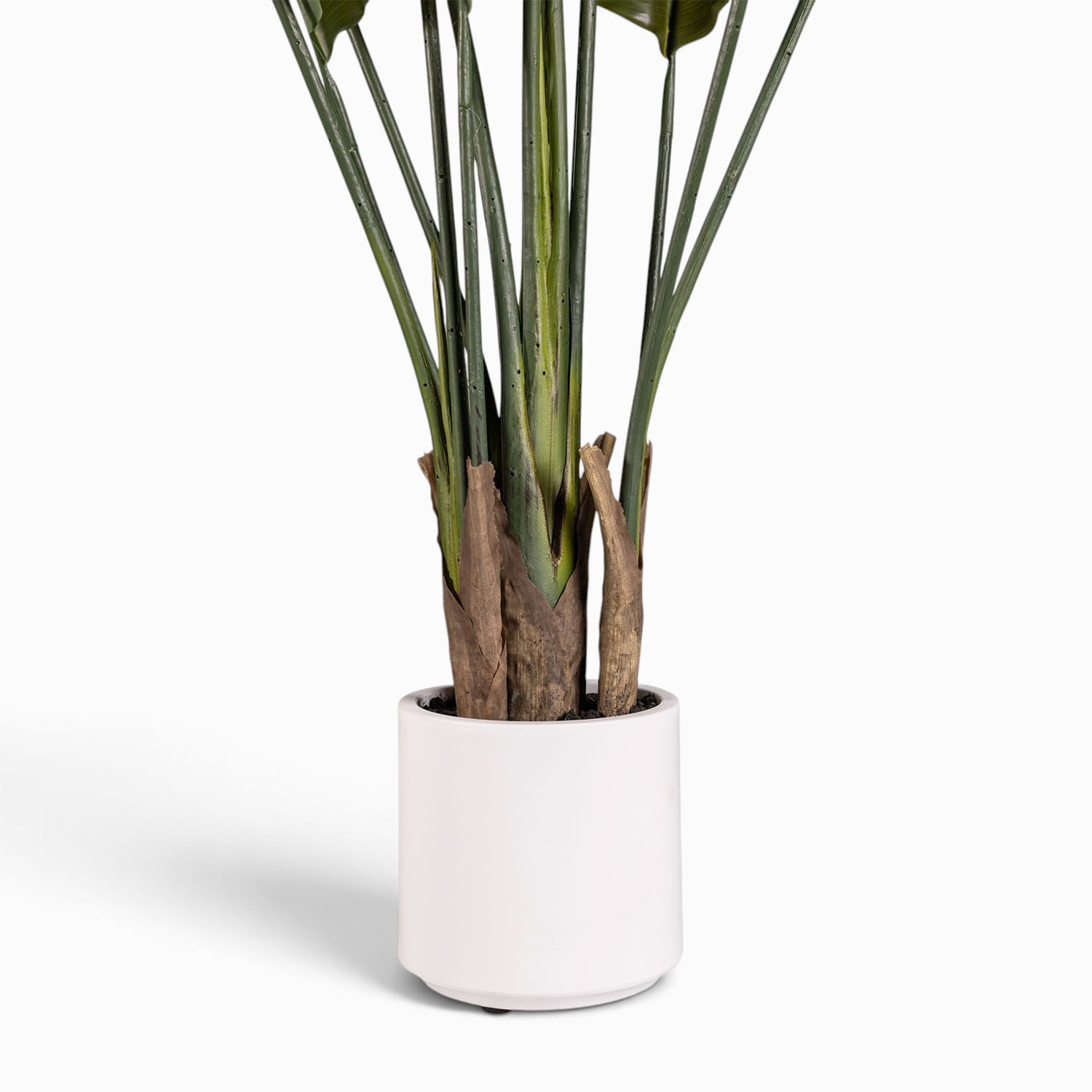 Planta paraíso Pot 160cm - Imagen 3
