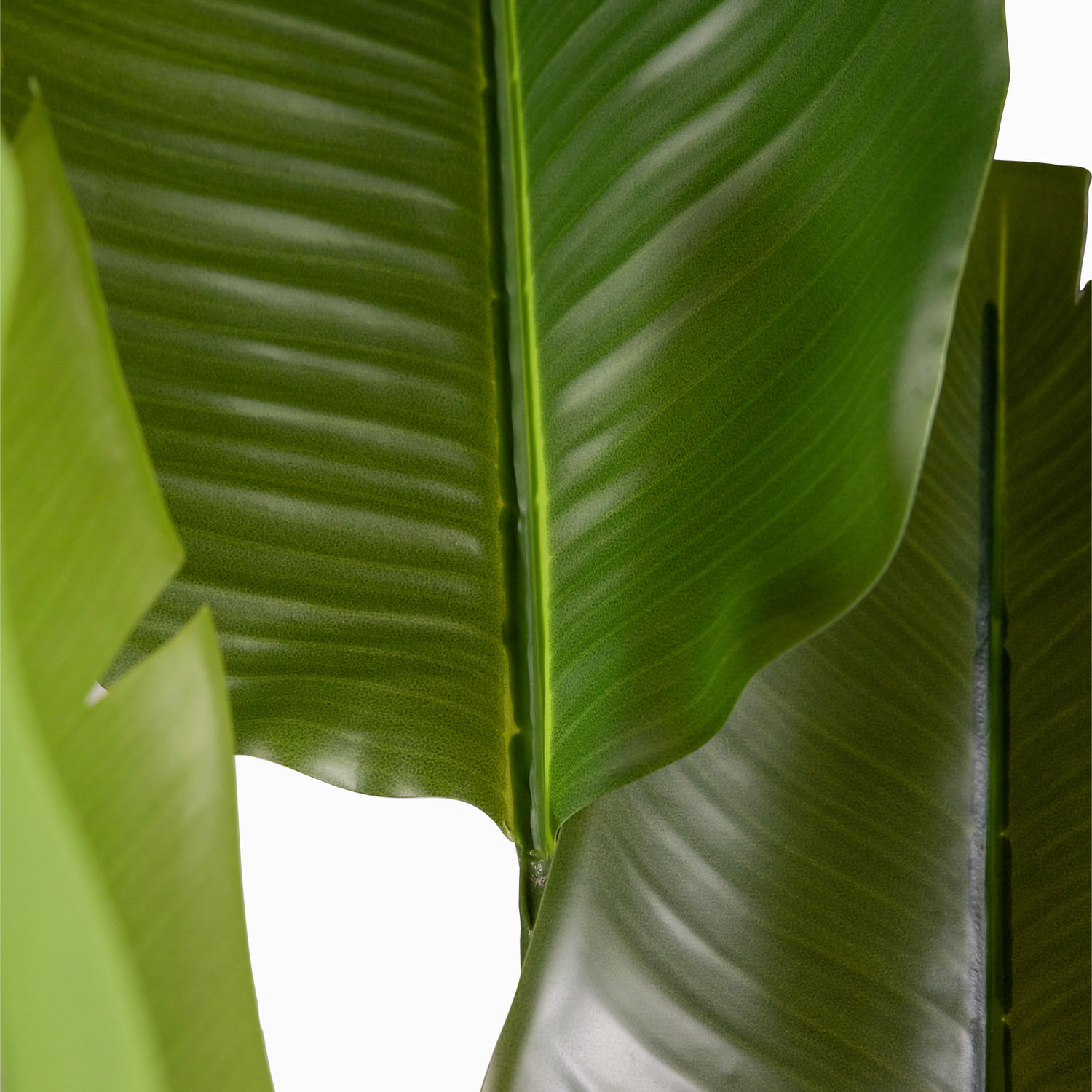 Planta paraíso Pot 160cm - Imagen 5