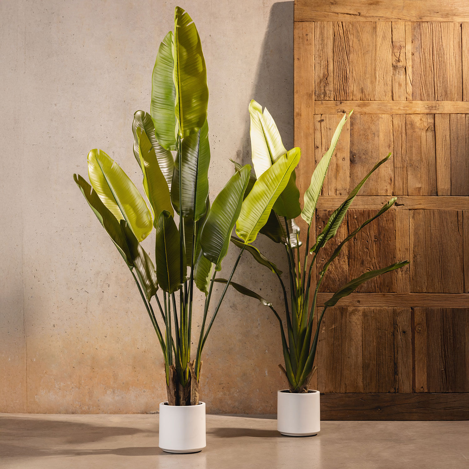 Planta paraíso Pot 160cm - Imagen 6