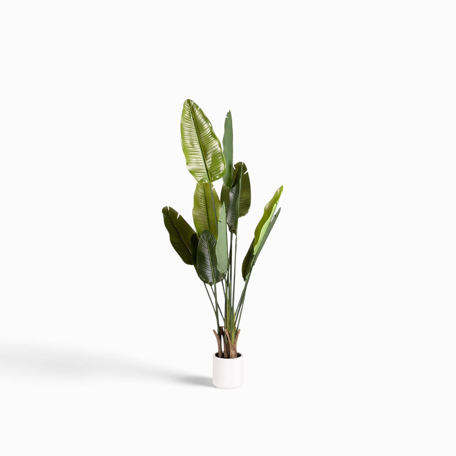 Planta paraíso Pot 160cm