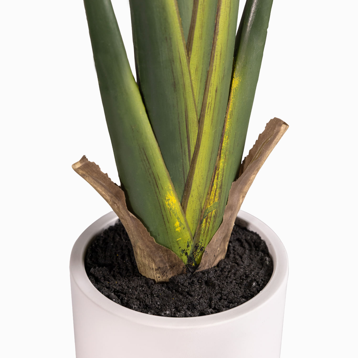 Estrelitzia Pot 140cm - Imagen 3