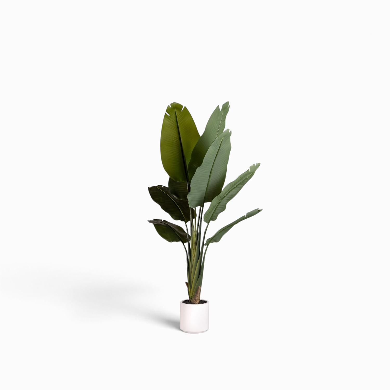 Estrelitzia Pot 140cm
