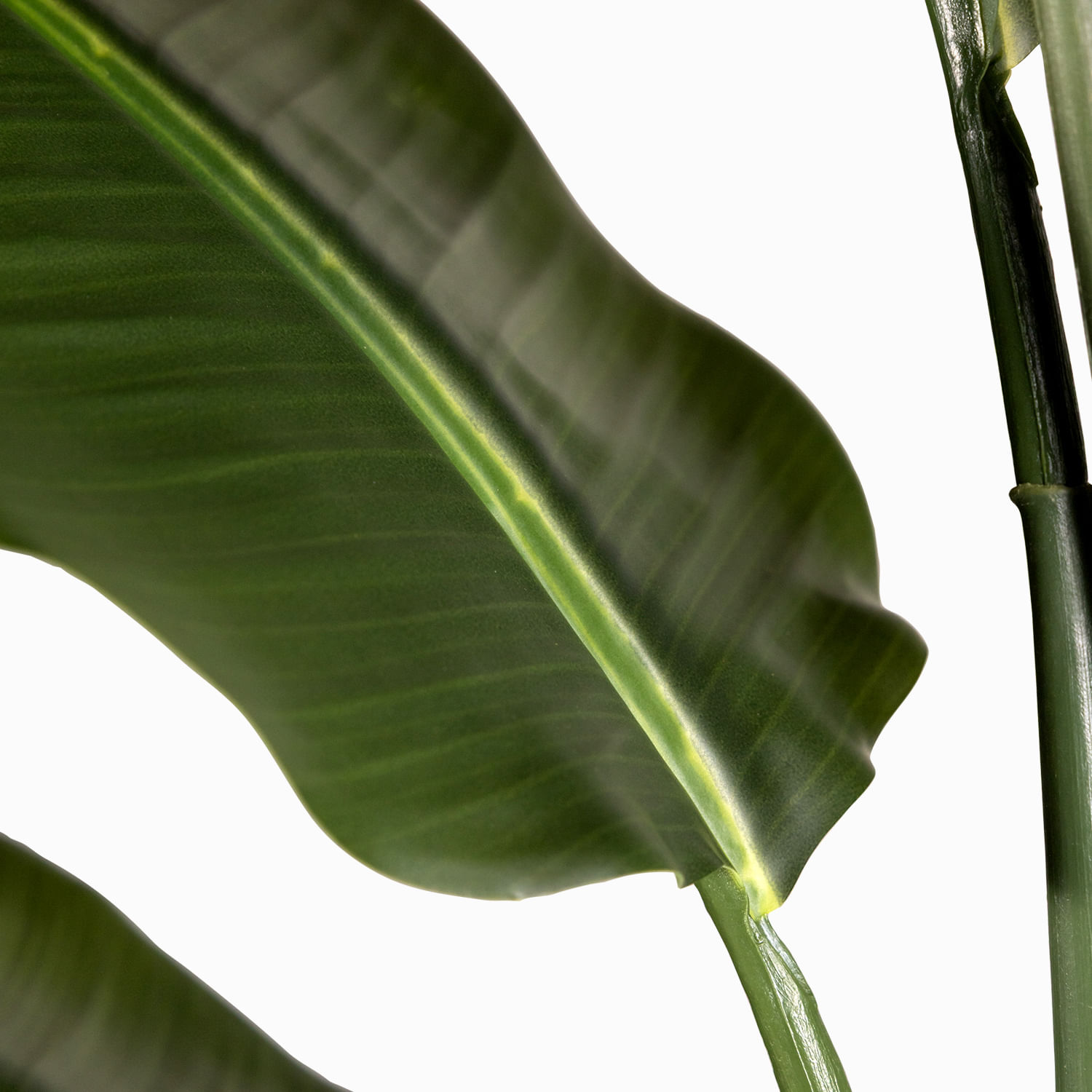 Estrelitzia Pot 140cm - Imagen 4