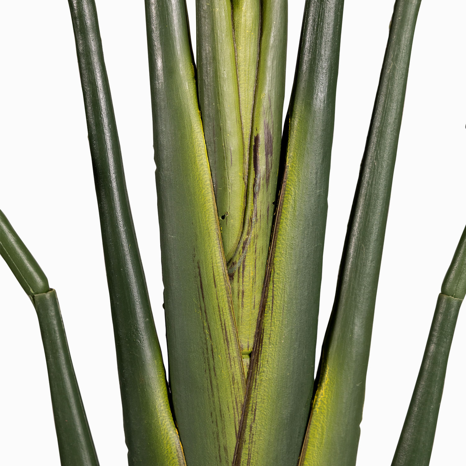 Estrelitzia Pot 140cm - Imagen 5