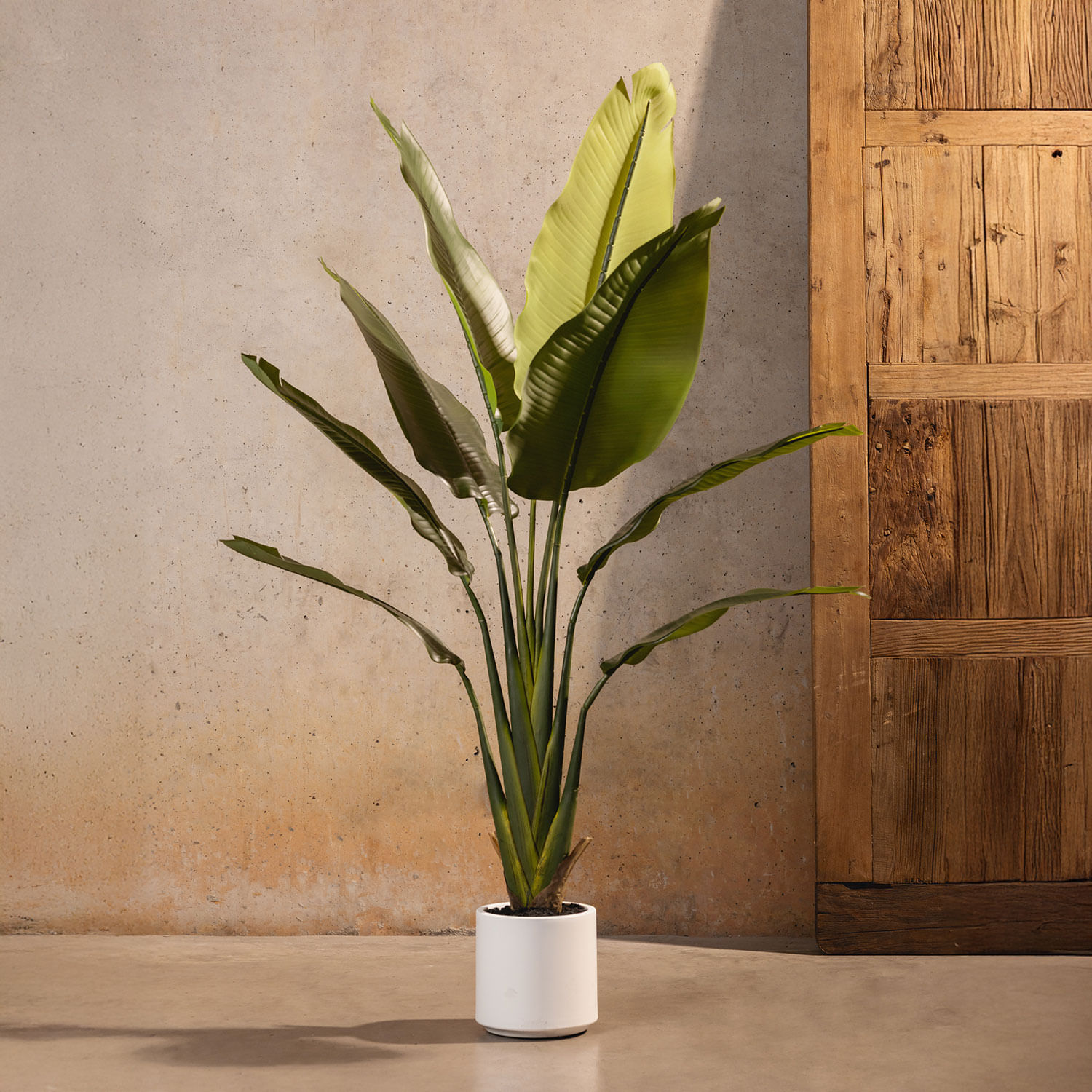 Estrelitzia Pot 140cm - Imagen 2